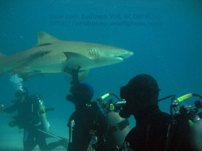 Contactos con tiburones limón en Bahamas