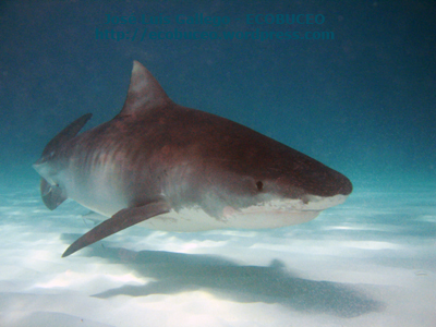 Tiburón tigre en Bahamas